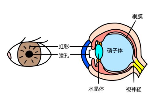 硝子体
