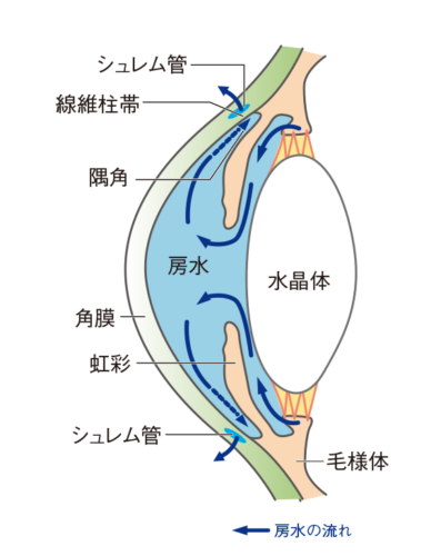 房水の流れ