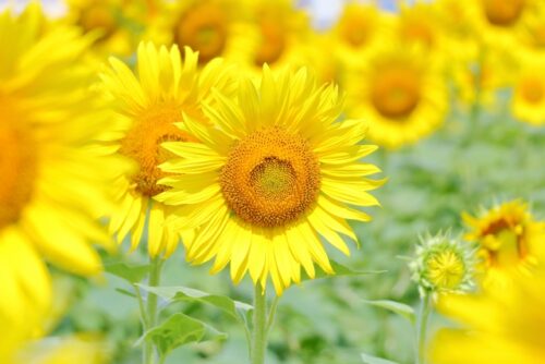 鮮やかな花