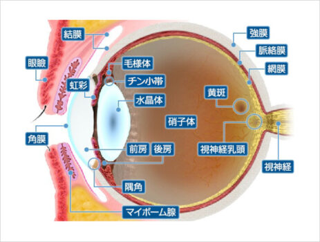 目の構造