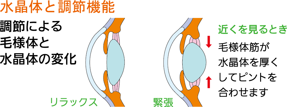 水晶体と調節機能