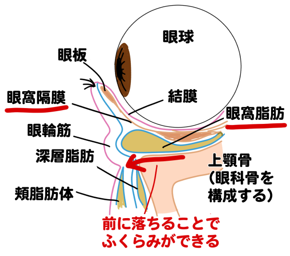 クマたるみの仕組み