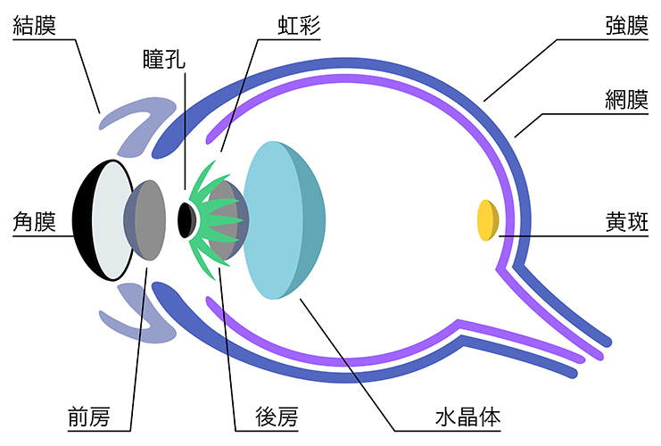 眼の構造